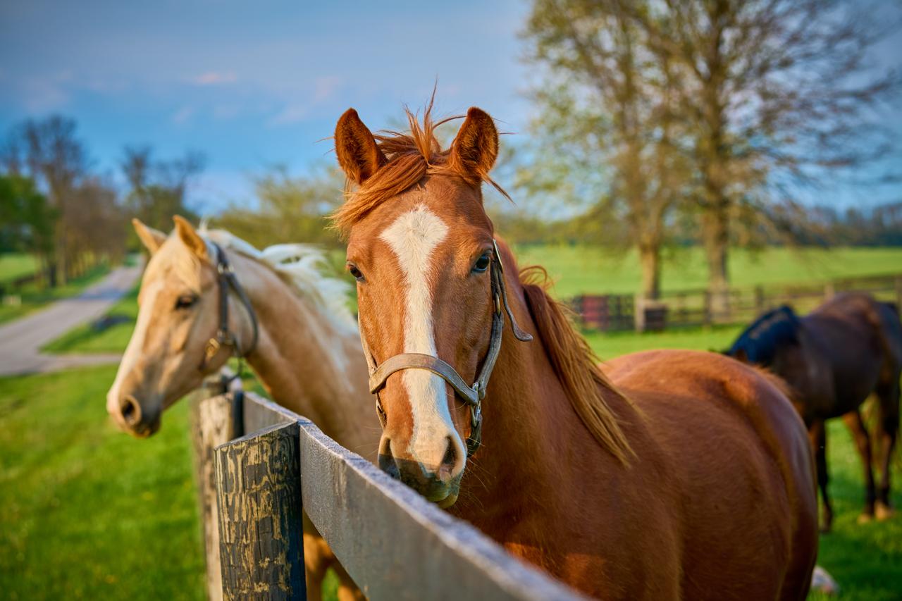 Horse Property Near Kansas City: Where Luxury Buyers Find Acreage, Barns, and Room to Ride